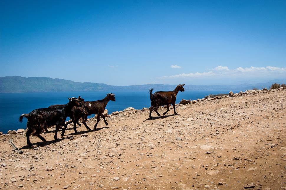 Free Image of Herd of Goats Walking Across a Dirt Field 