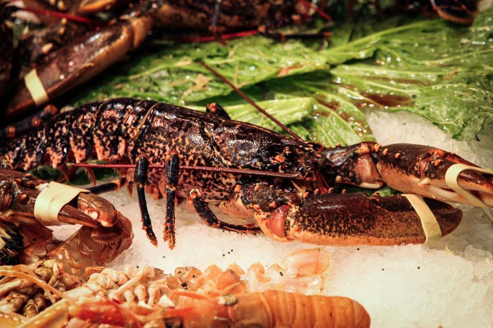 Free Image of Close Up of a Lobster on a Bed of Ice 