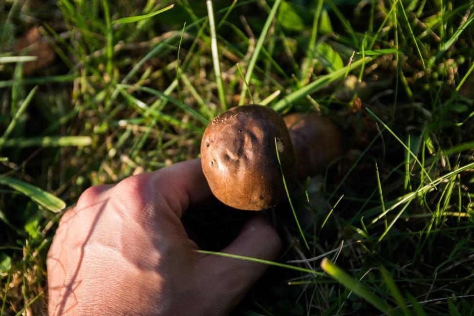 Free Image of Mushroom Sitting in Grass 