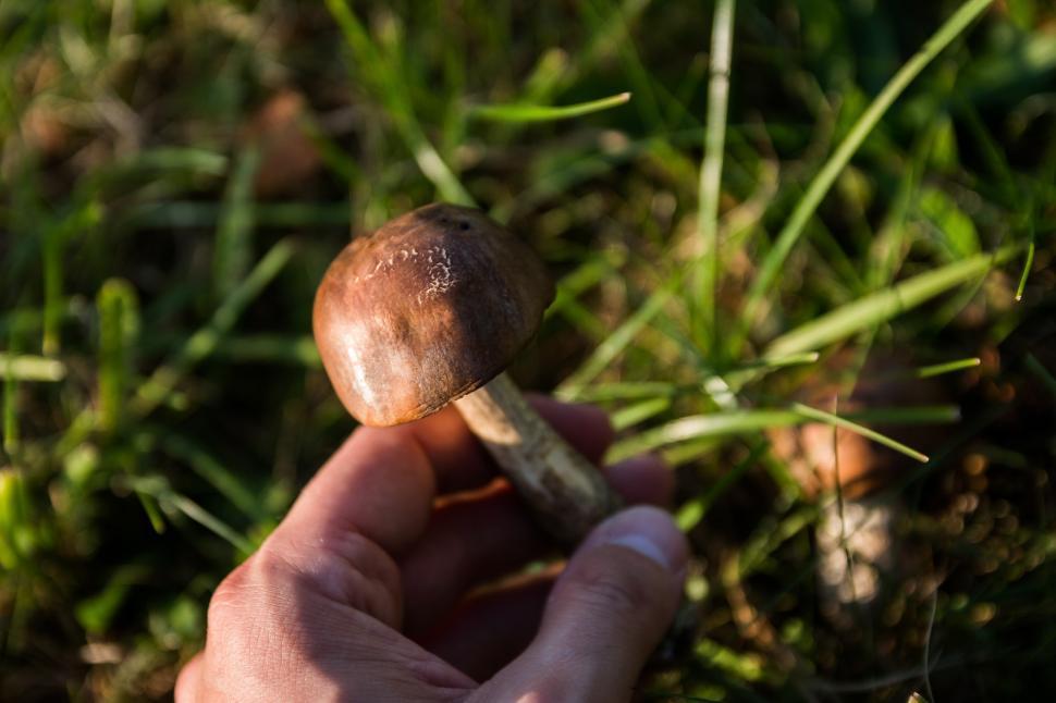 Free Image of Person Holding Mushroom in Hand 