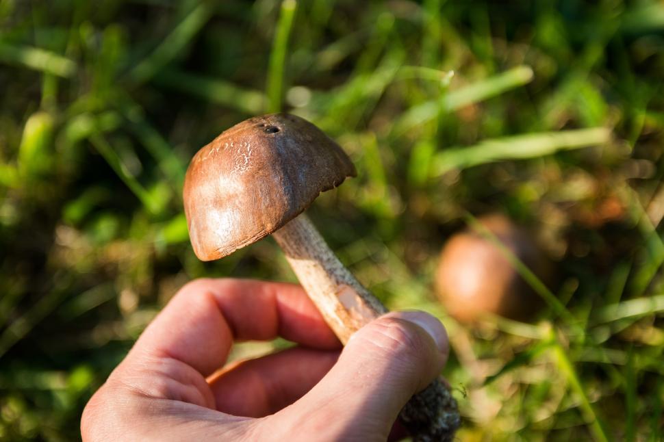 Free Image of Hand Holding Mushroom in Grass 