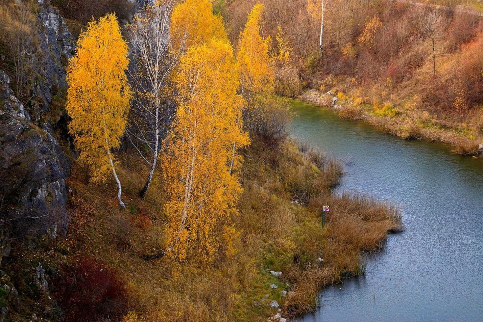Free Image of River Flowing Through Lush Green Forest 