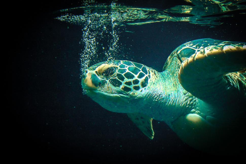 Free Image of Green Turtle Swimming in the Water 