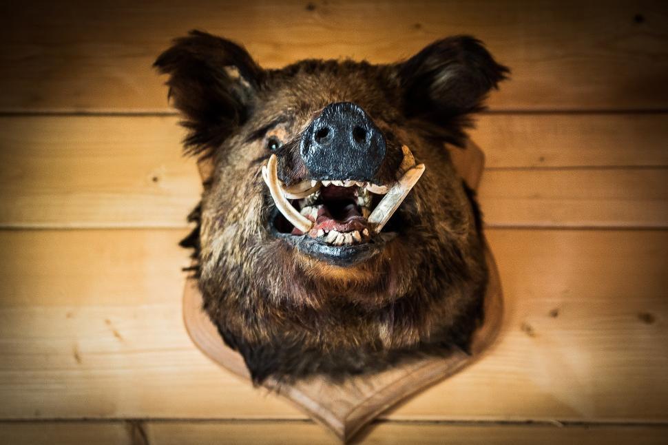 Free Image of Stuffed Animal Head Mounted on Wooden Wall 