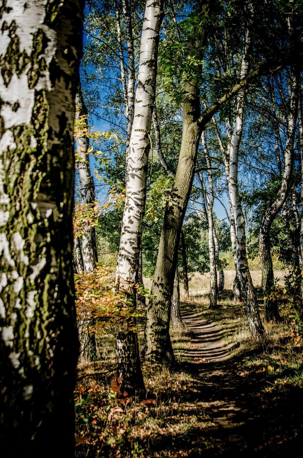 Free Image of Dirt Path Cutting Through Forest 