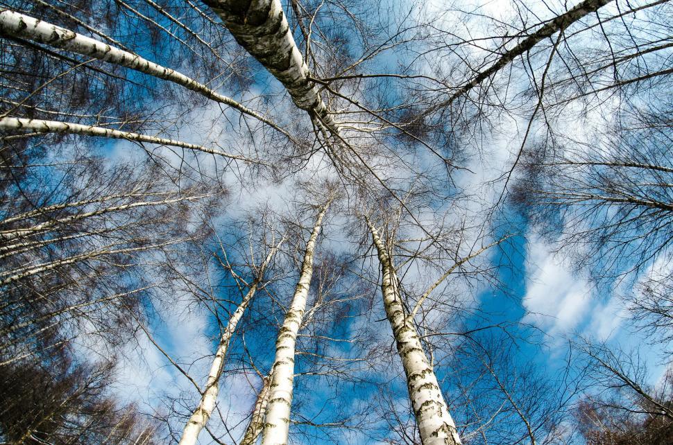 Free Image of Group of Tall Trees Standing Together 