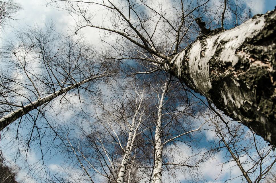 Free Image of Looking Up at a Towering Tree in the Forest 