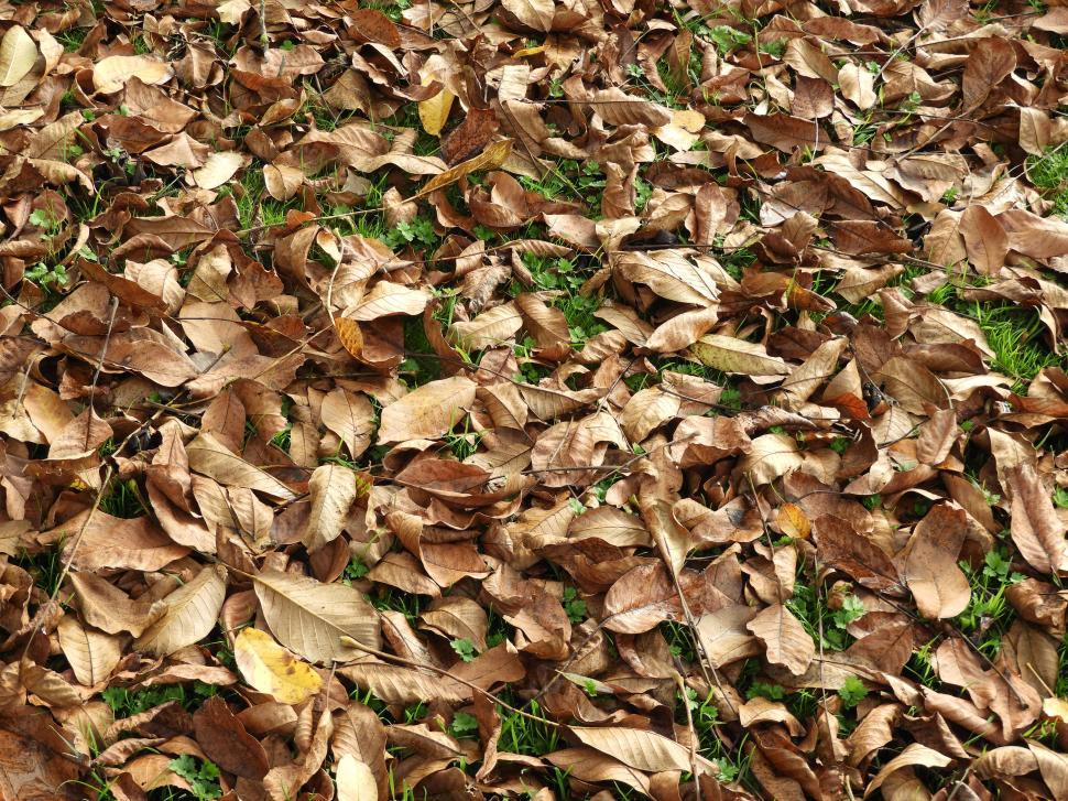 Free Image of Fallen leaves in autumn  