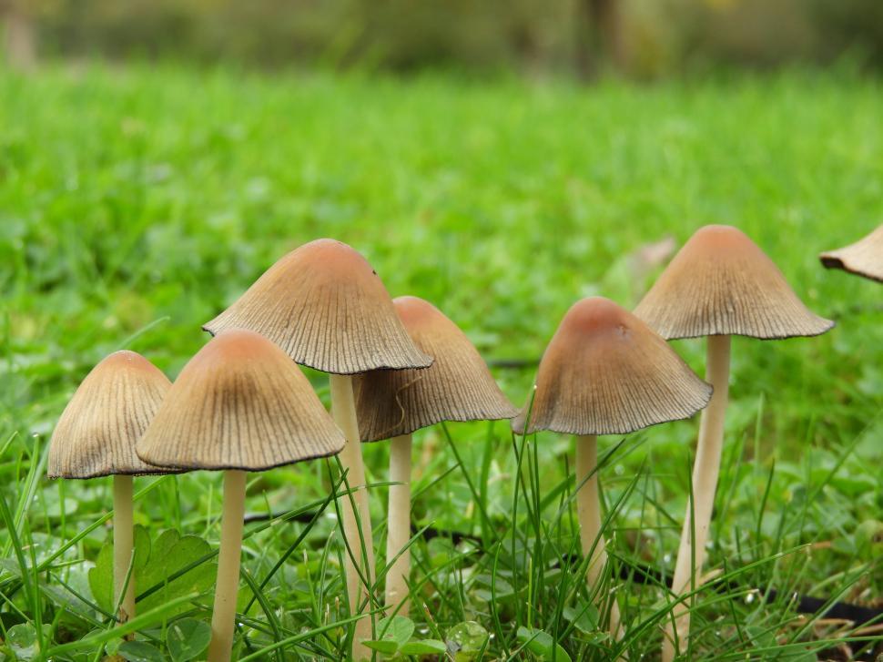 Free Image of Wild mushroom growing in a lawn  