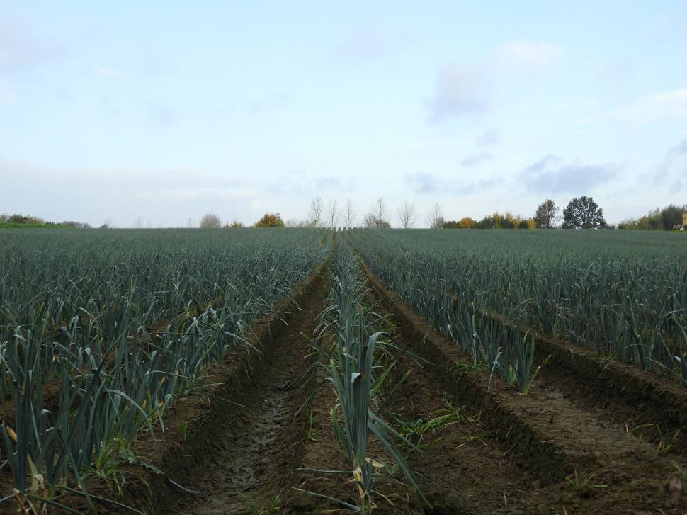 Free Image of Leek field  