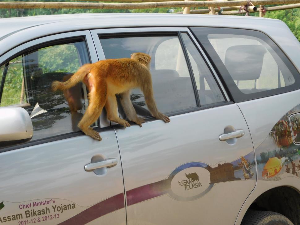 Free Image of Wildlife India  
