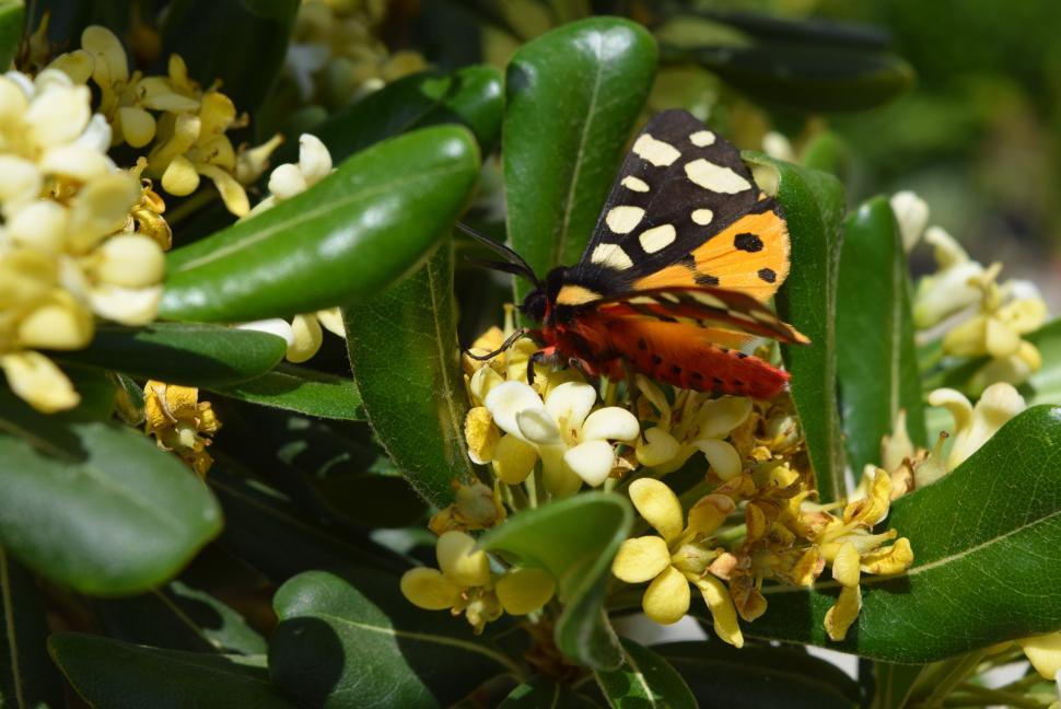Free Image of butterfly  