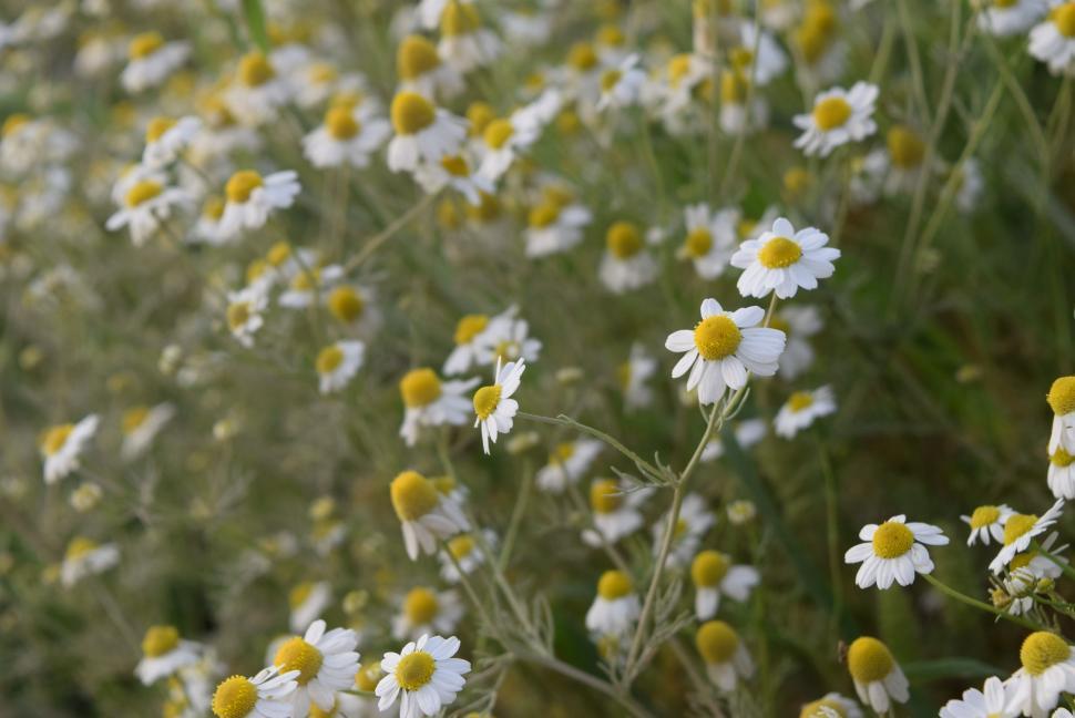 Free Image of chamomile  