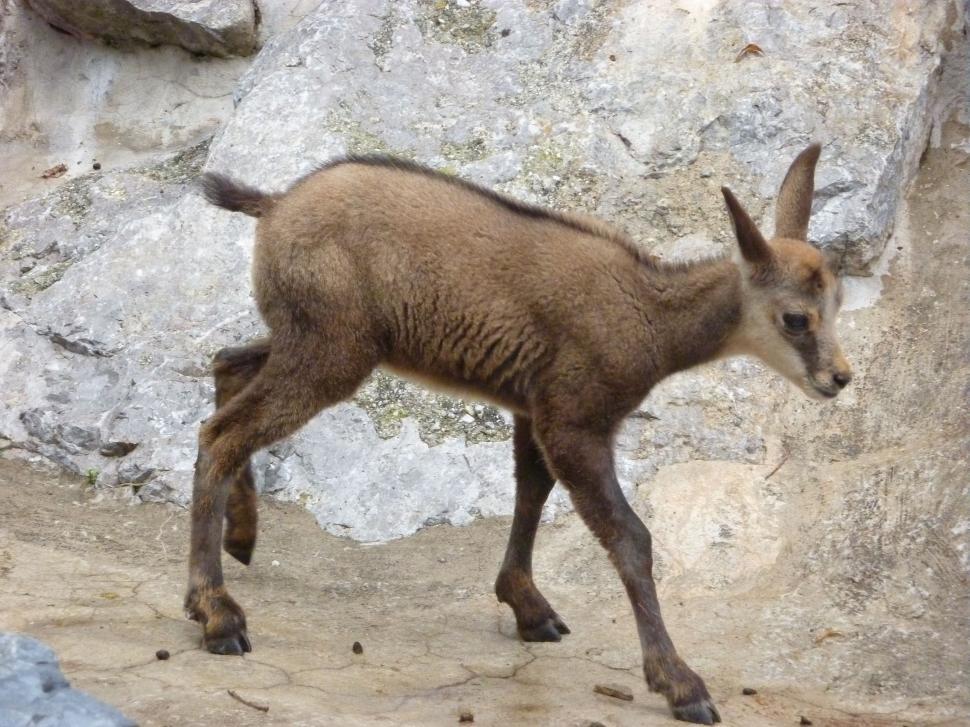 Free Image of Baby chamois  