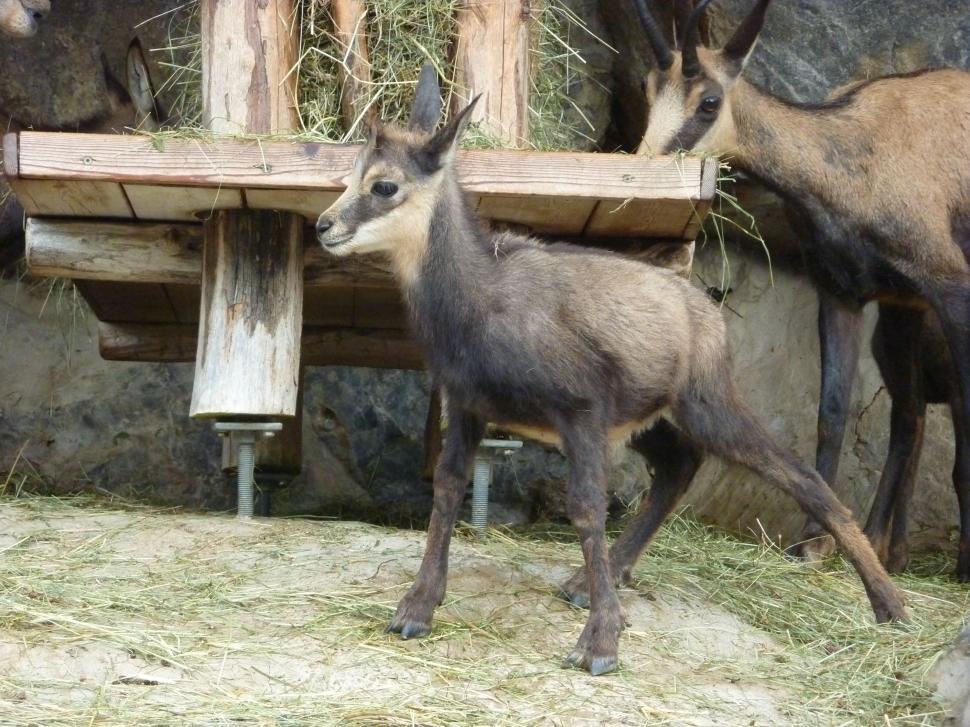 Free Image of Baby chamois and Hay 