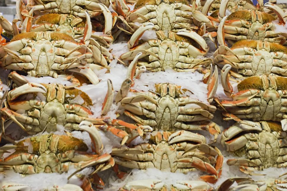 Free Image of Fresh crab 