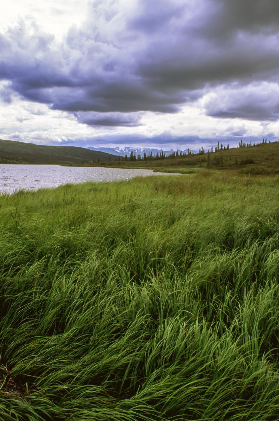 Free Image of Marsh grass 
