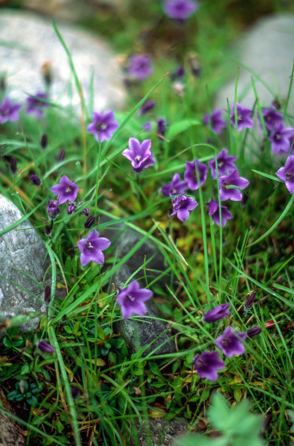 Free Image of Wild Geranium 