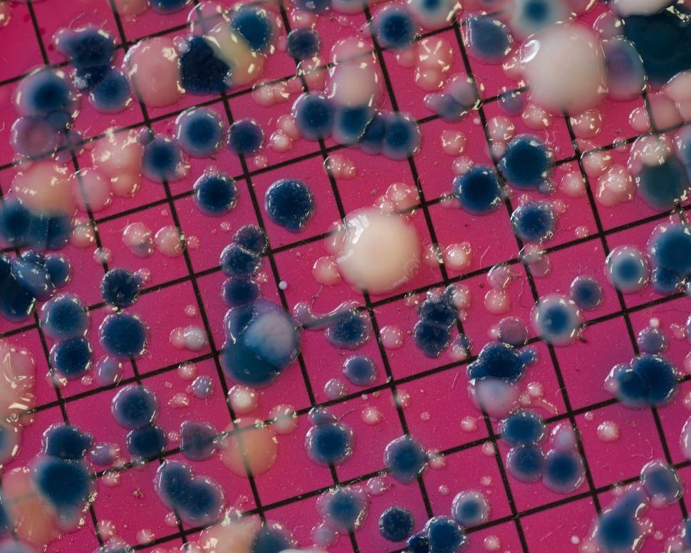 Free Image of Escherichia coli colonies 