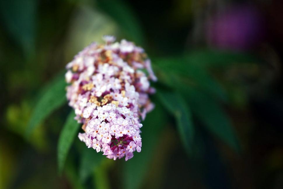 Free Image of Pale flowers  