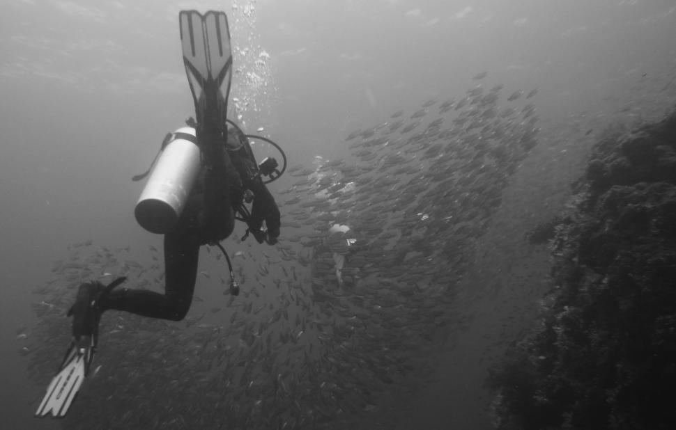 Free Image of Scuba diver with school of fishes 