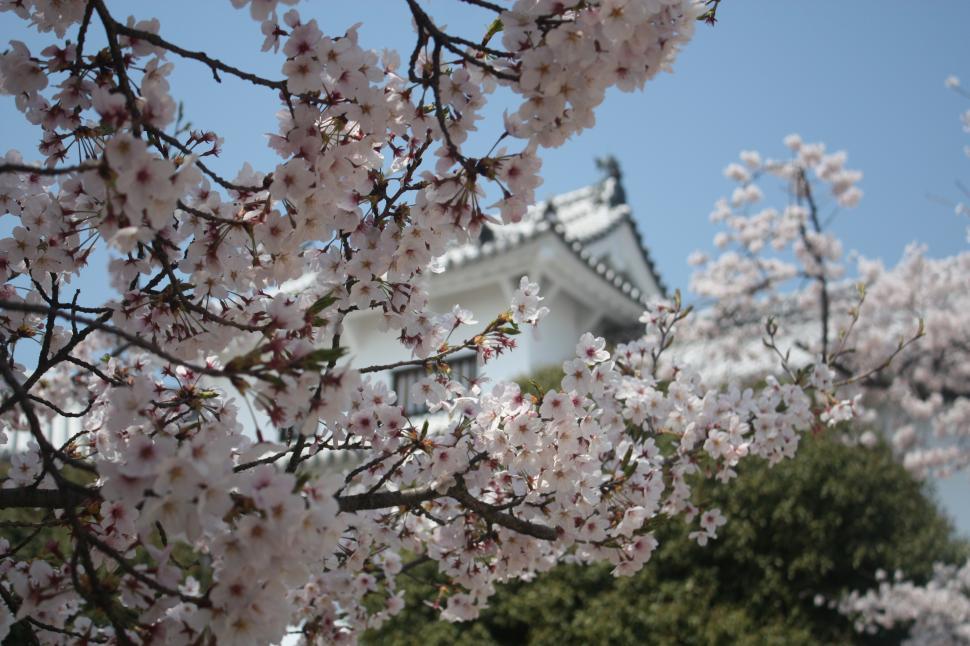 Free Image of Cherry blossoms in Japan 