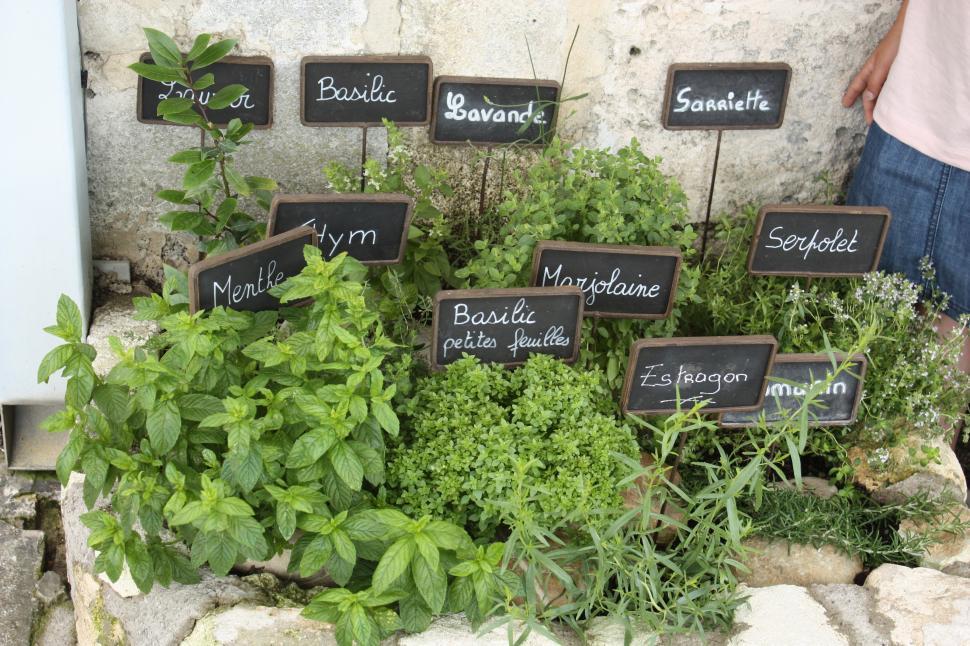 Free Image of Herb garden 