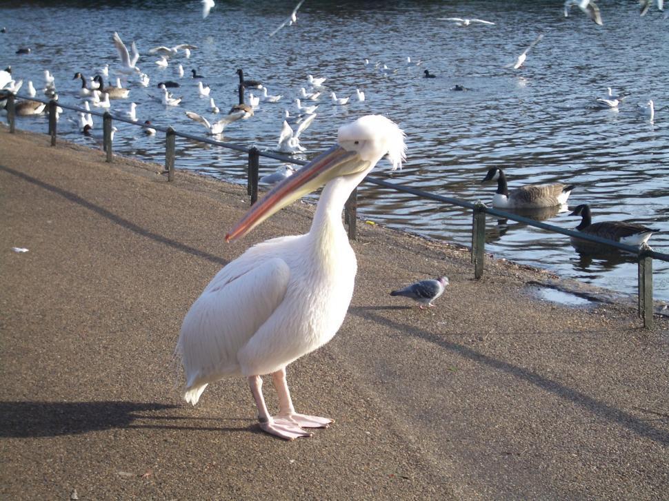 Free Image of Pelican 