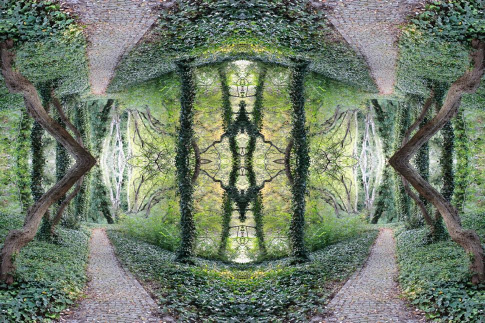Free Image of Magic Forest 