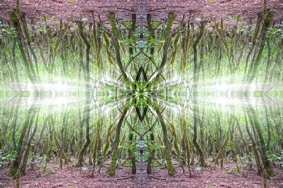 Free Image of Magic Forest Trees 