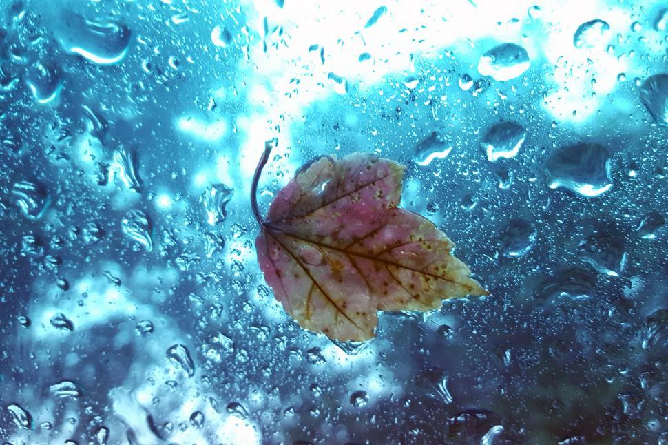 Free Image of Leaf On Wet Car Windshield 
