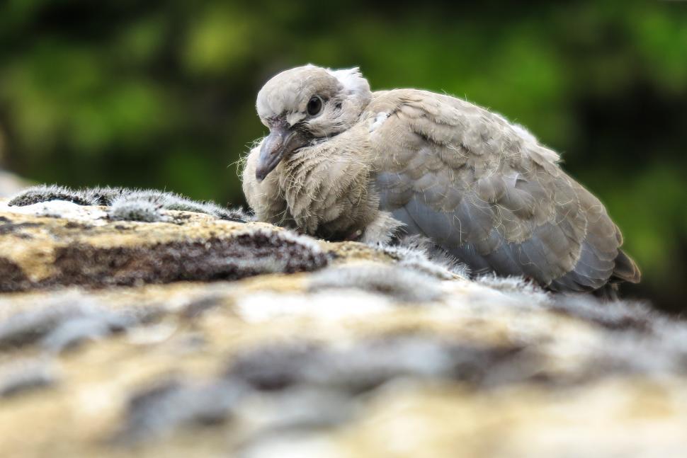 Free Image of Cold bird 