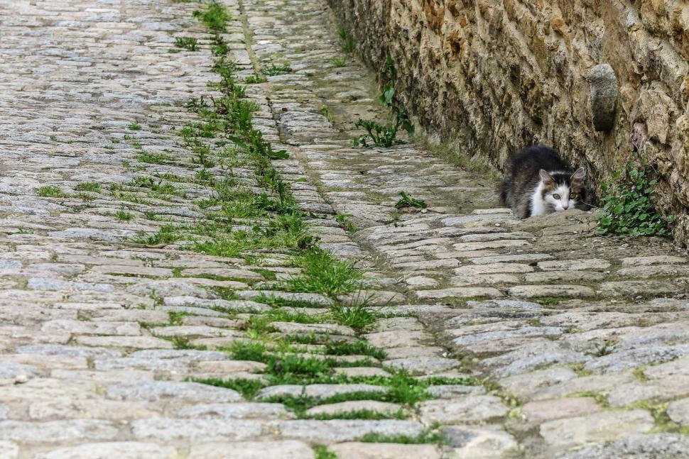 Free Image of Shy cat 