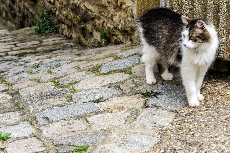 Free Image of Friendly street cat 
