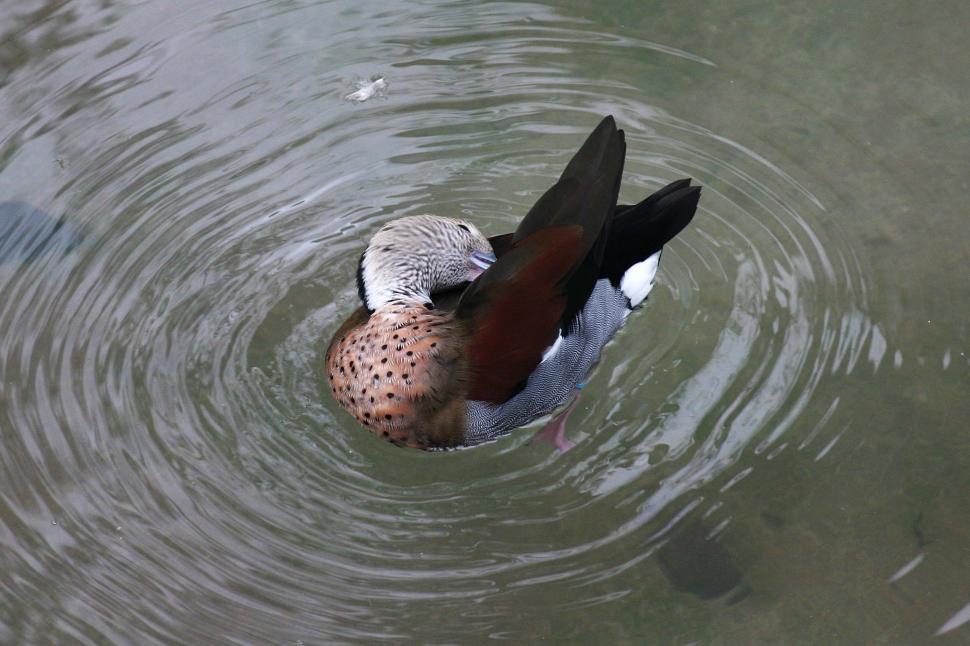 Free Image of Duck Floating on Body of Water 