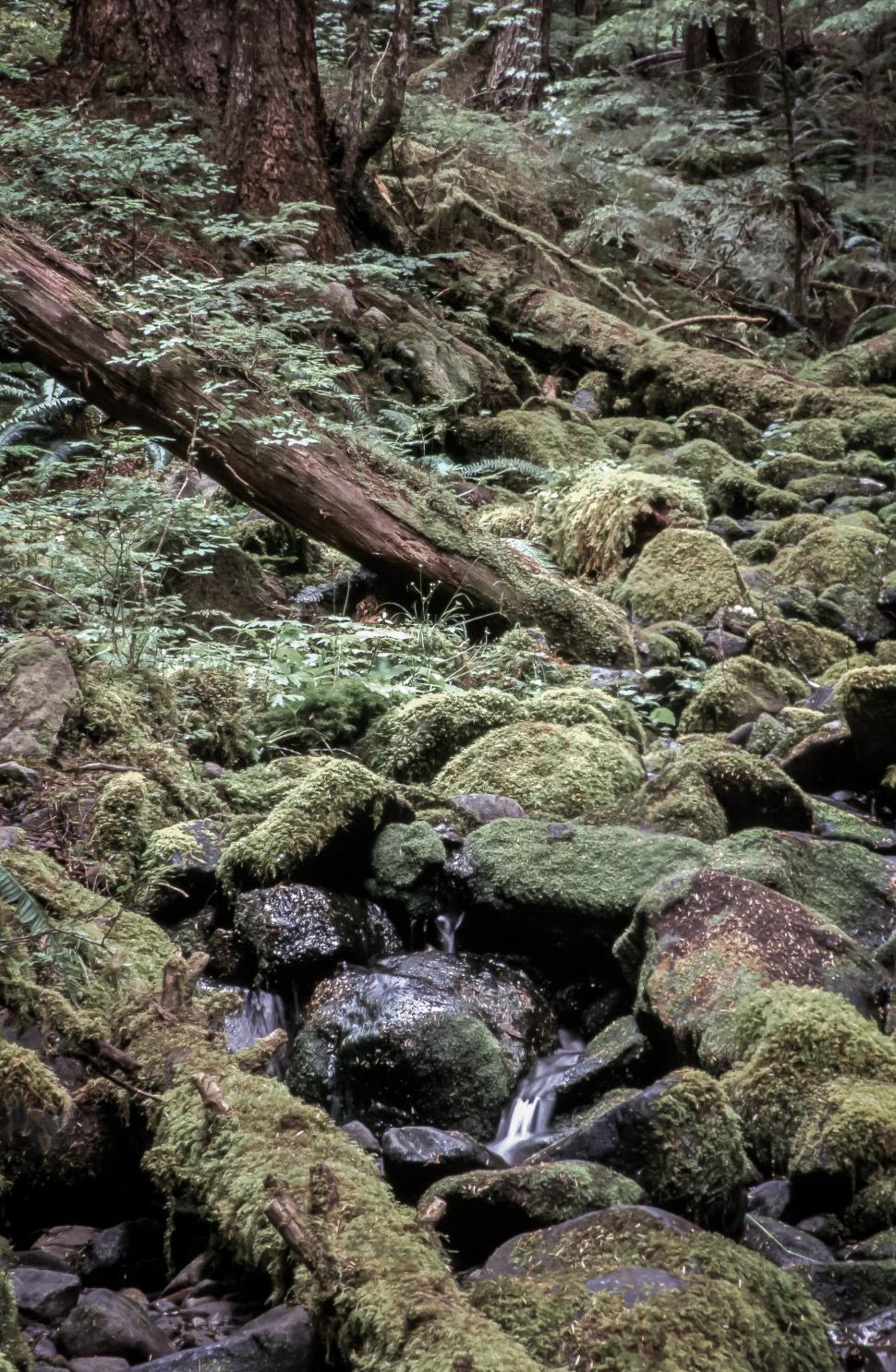Free Image of Fern Rock Stones and waterfall 