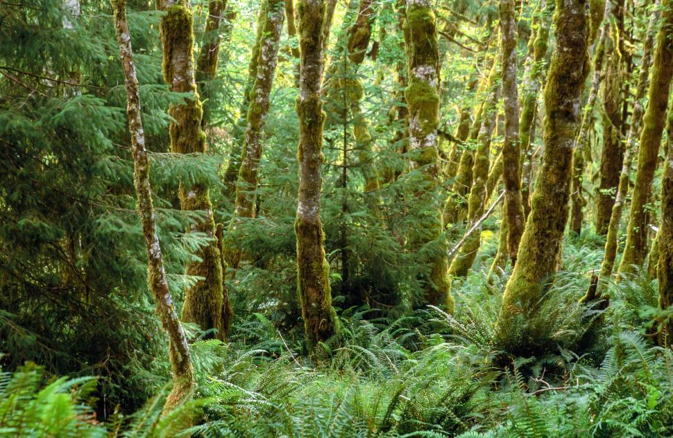 Free Image of Fern and moss 