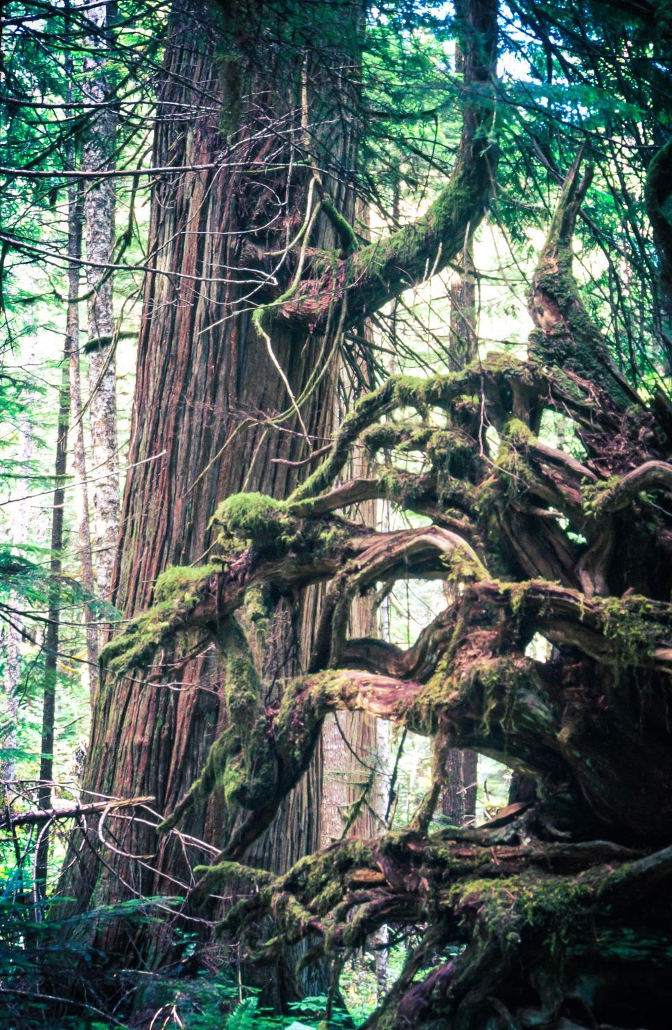 Free Image of Tree Trunk and Branches 