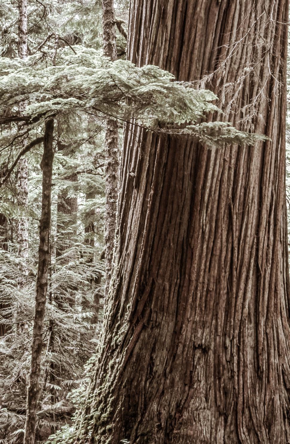 Free Image of Tree Trunk 