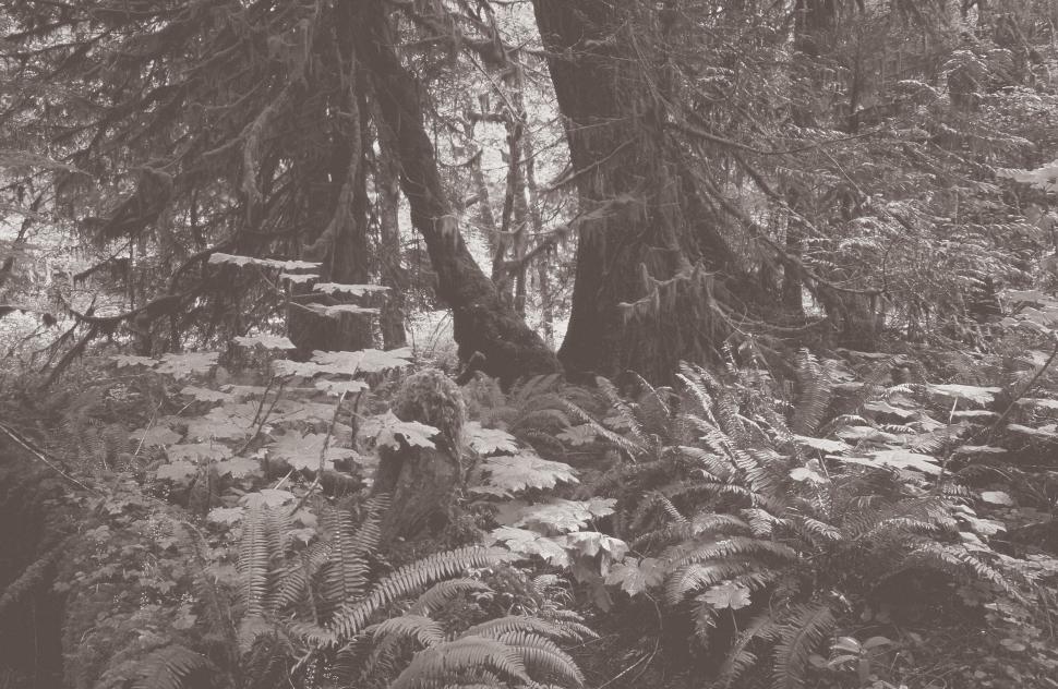 Free Image of Moss Covered Trees 