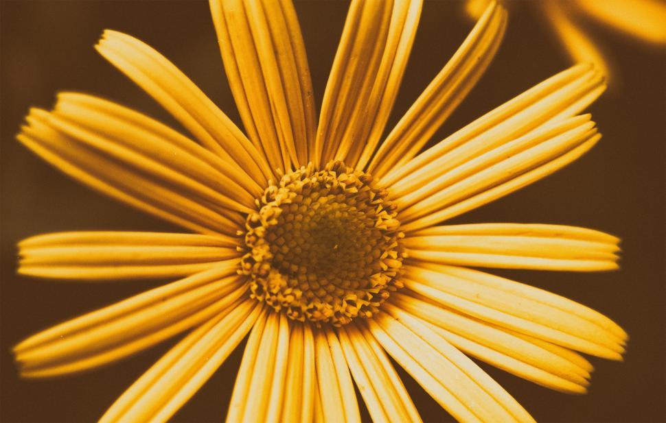Free Image of Blooming Yellow flower   