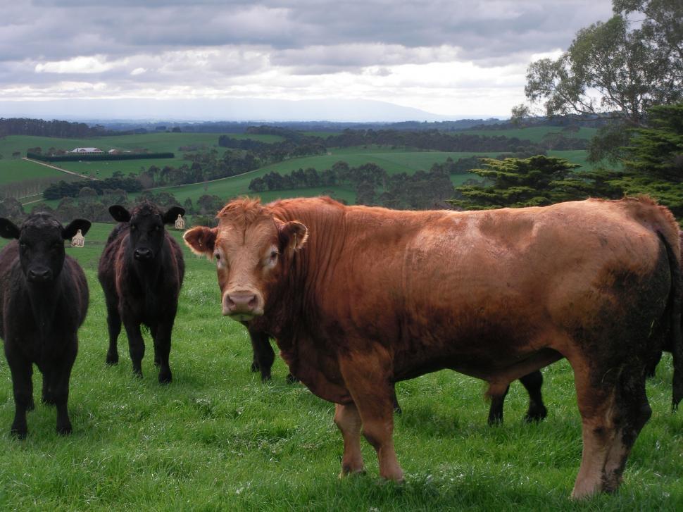 Free Image of Gippsland Scene  