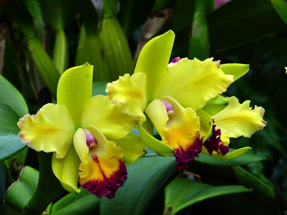 Free Image of Yellow Orchid Flowers 