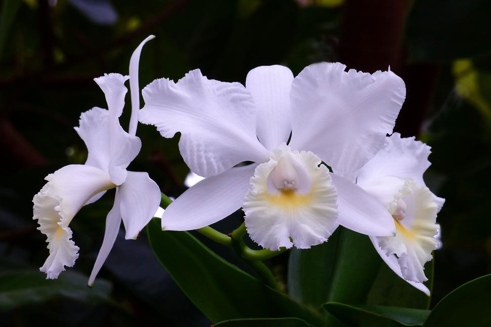 Free Image of White Orchid Flowers 