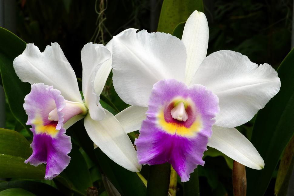 Free Image of White Orchid Flowers 