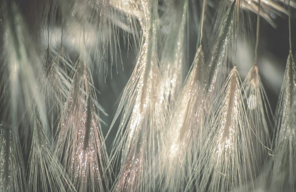 Free Image of Foxtail Barley organic background 