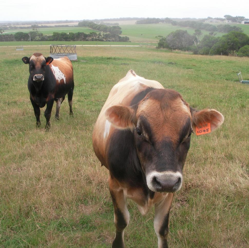 Free Image of Jersey Bulls  