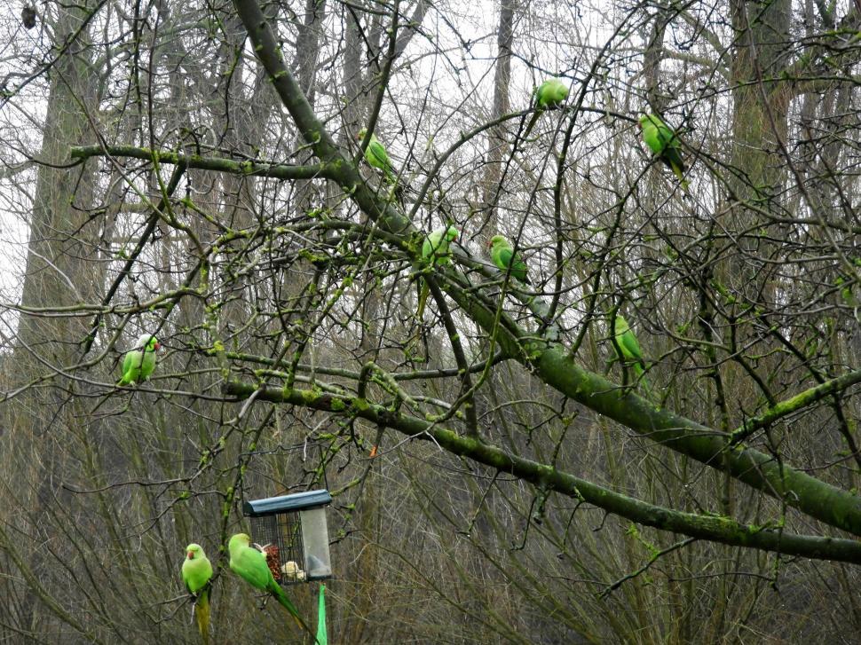 Free Image of Tree full of Rose-ringed parakeet  