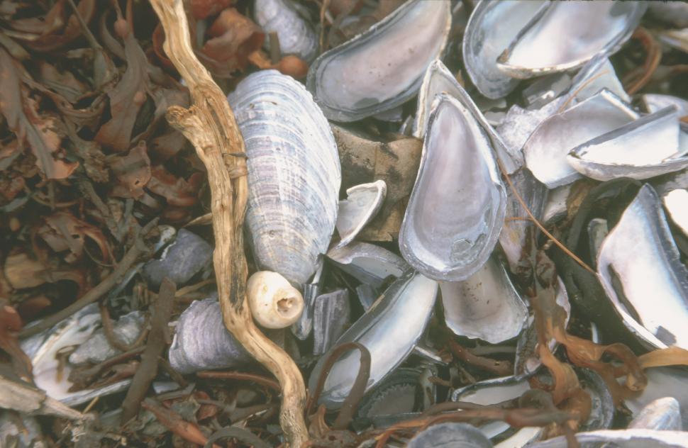 Free Image of Seashell background 