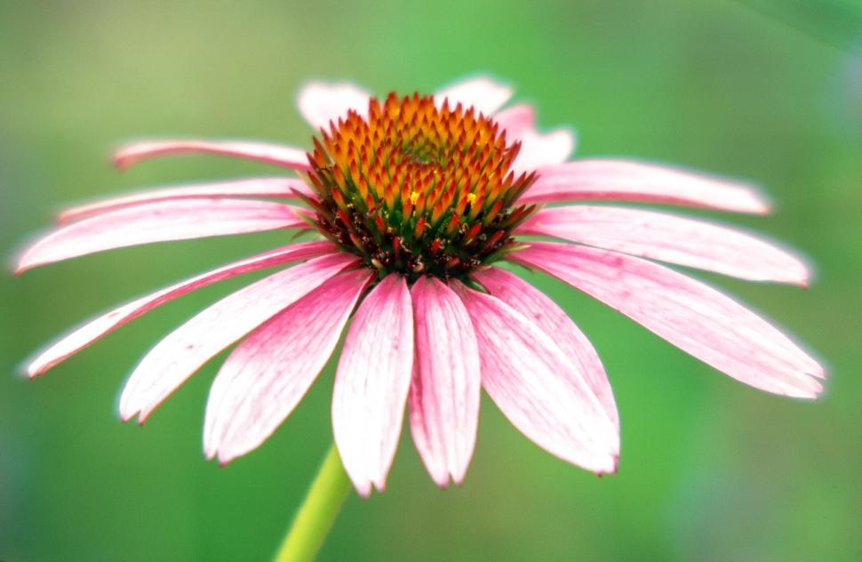 Free Image of Coneflower on green 